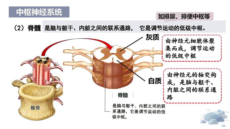 2.1神经系统是神经调节的结构基础（教学课件）——高中生物学浙科版（2019）选择性必修一第8页