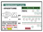 2.2神经冲动的产生和传导（教学课件）——高中生物学浙科版（2019）选择性必修一