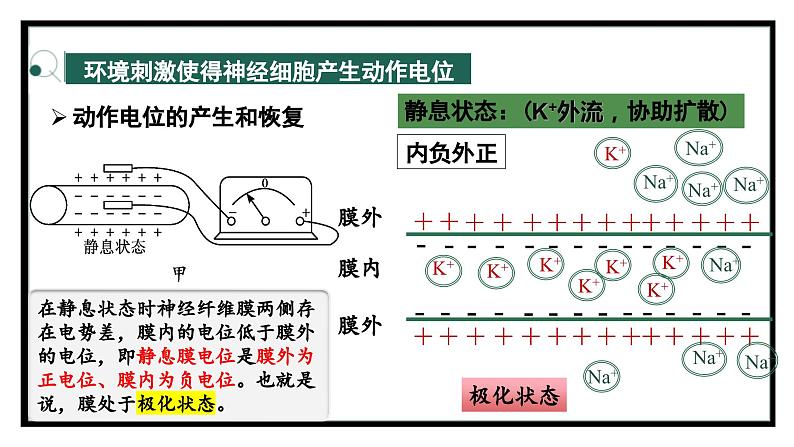 2.2神经冲动的产生和传导（教学课件）——高中生物学浙科版（2019）选择性必修一第4页