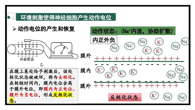 2.2神经冲动的产生和传导（教学课件）——高中生物学浙科版（2019）选择性必修一第5页