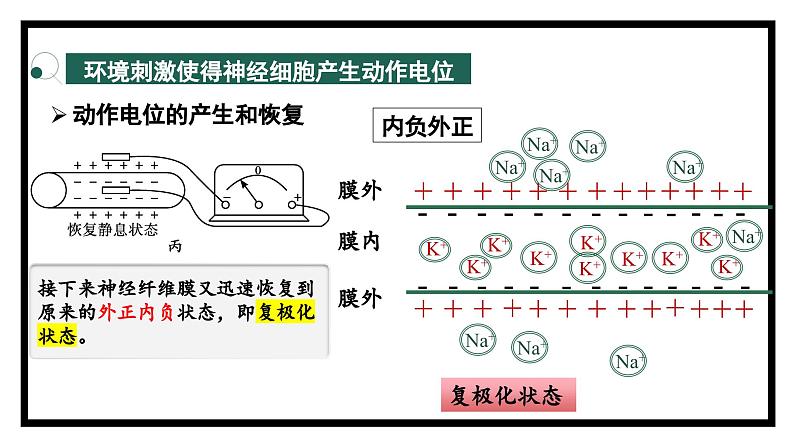 2.2神经冲动的产生和传导（教学课件）——高中生物学浙科版（2019）选择性必修一第6页