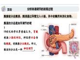 3.1神经调节是通过化学信号实现的调节（教学课件）——高中生物学浙科版（2019）选择性必修一