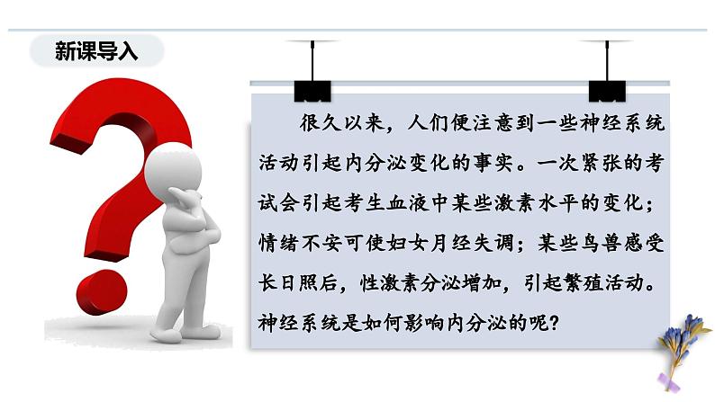 3.2 神经系统通过下丘脑控制内分泌系统（教学课件）——高中生物学浙科版（2019）选择性必修一03