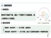3.2 神经系统通过下丘脑控制内分泌系统（教学课件）——高中生物学浙科版（2019）选择性必修一