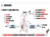3.2 神经系统通过下丘脑控制内分泌系统（教学课件）——高中生物学浙科版（2019）选择性必修一