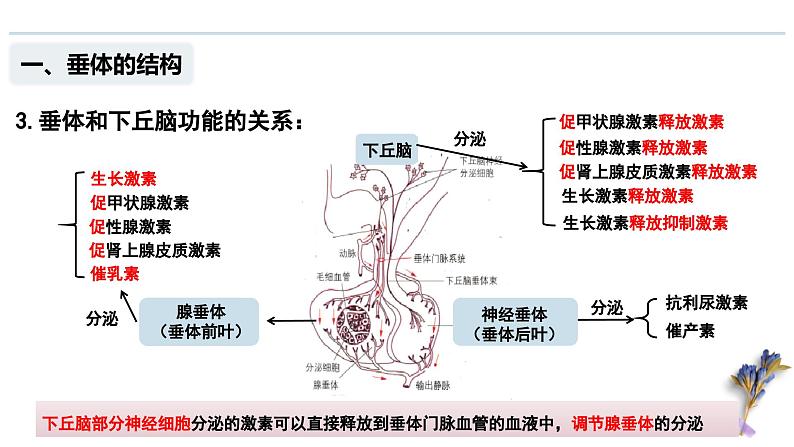 3.2 神经系统通过下丘脑控制内分泌系统（教学课件）——高中生物学浙科版（2019）选择性必修一05