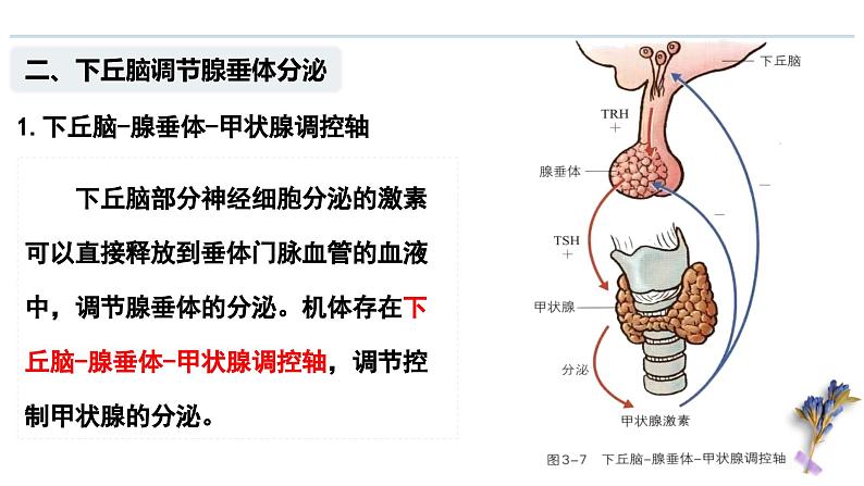 3.2 神经系统通过下丘脑控制内分泌系统（教学课件）——高中生物学浙科版（2019）选择性必修一07