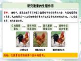 3.3 激素调节身体多种机能（教学课件）——高中生物学浙科版（2019）选择性必修一