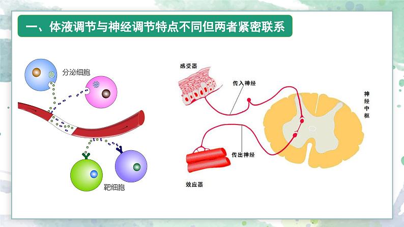 3.4体液调节与神经调节共同维持机体的稳态（教学课件）——高中生物学浙科版（2019）选择性必修一08
