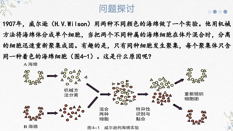 4.1免疫系统识别“自己”和“非己”（教学课件）——高中生物学浙科版（2019）选择性必修一03