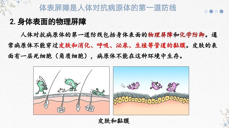 4.2人体通过非特异性免疫对抗病原体（教学课件）——高中生物学浙科版（2019）选择性必修一第5页