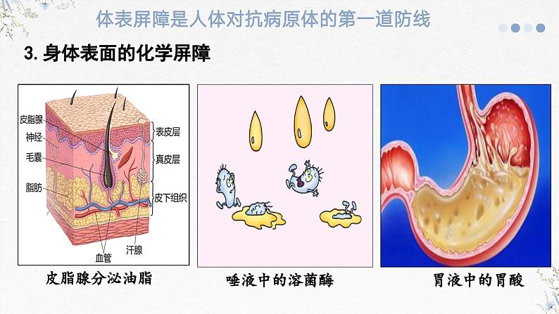 4.2人体通过非特异性免疫对抗病原体（教学课件）——高中生物学浙科版（2019）选择性必修一第6页