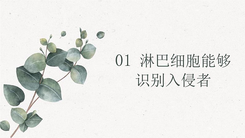 4.3人体通过特异性免疫对抗病原体（教学课件）——高中生物学浙科版（2019）选择性必修一05