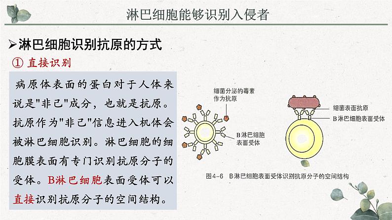 4.3人体通过特异性免疫对抗病原体（教学课件）——高中生物学浙科版（2019）选择性必修一06