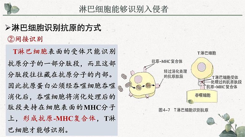 4.3人体通过特异性免疫对抗病原体（教学课件）——高中生物学浙科版（2019）选择性必修一07