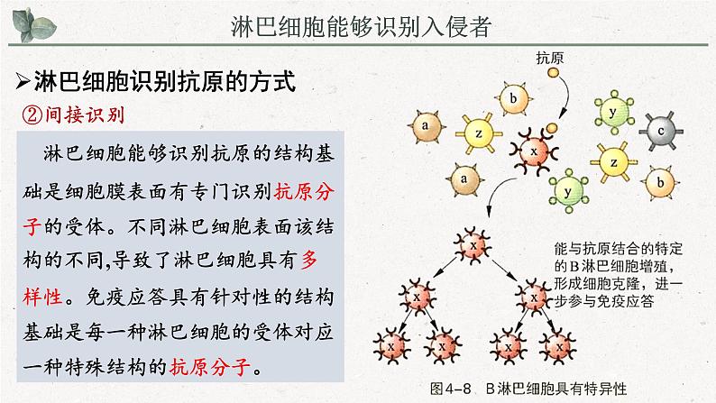 4.3人体通过特异性免疫对抗病原体（教学课件）——高中生物学浙科版（2019）选择性必修一08