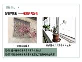 5.1生长素的发现开启了人类对植物激素调节的探索（1）（教学课件）——高中生物学浙科版（2019）选择性必修一
