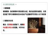 5.1生长素的发现开启了人类对植物激素调节的探索（1）（教学课件）——高中生物学浙科版（2019）选择性必修一