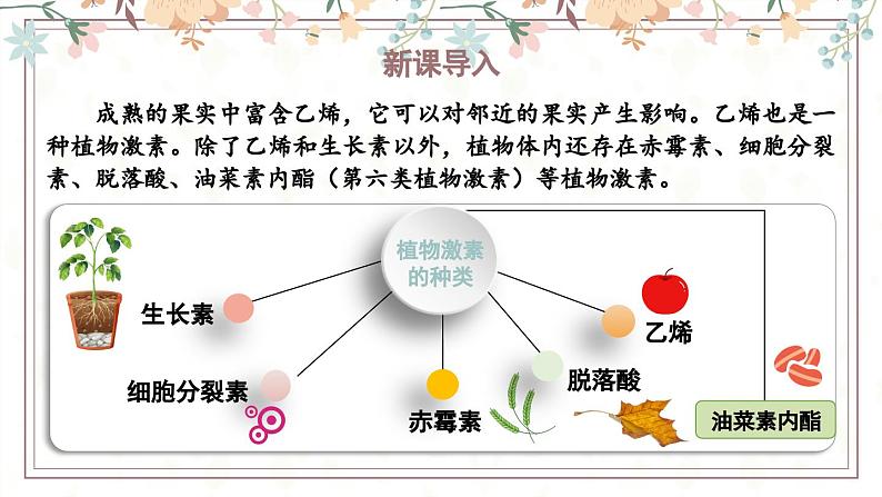 5.2植物激素调节植物生命活动（教学课件）——高中生物学浙科版（2019）选择性必修一04