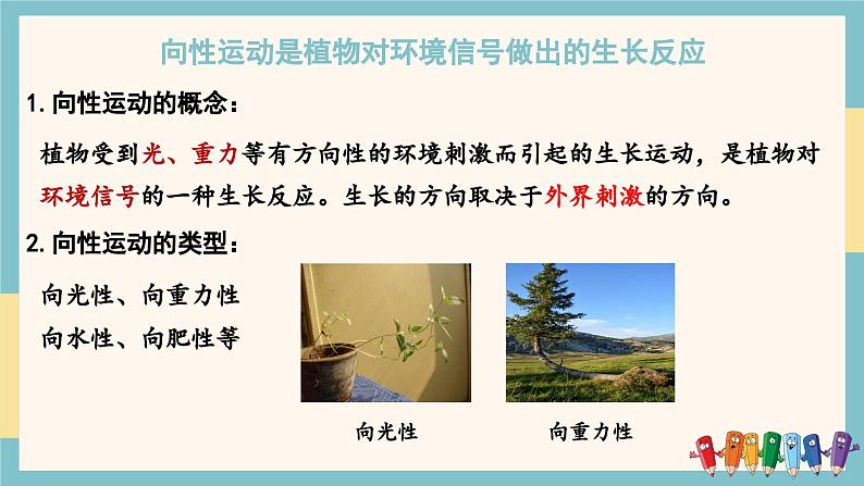 5.3植物对多种环境信号做出反应（教学课件）——高中生物学浙科版（2019）选择性必修一第4页