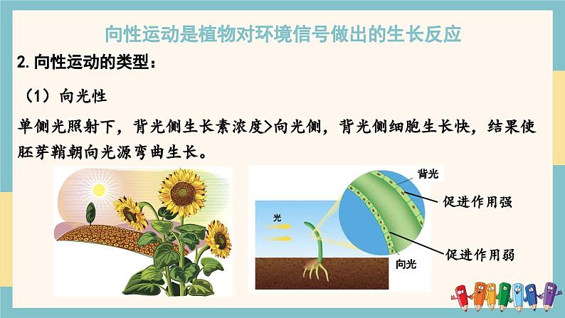 5.3植物对多种环境信号做出反应（教学课件）——高中生物学浙科版（2019）选择性必修一第5页