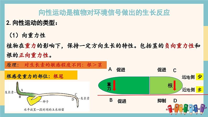 5.3植物对多种环境信号做出反应（教学课件）——高中生物学浙科版（2019）选择性必修一第6页