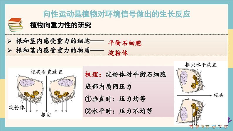 5.3植物对多种环境信号做出反应（教学课件）——高中生物学浙科版（2019）选择性必修一第7页