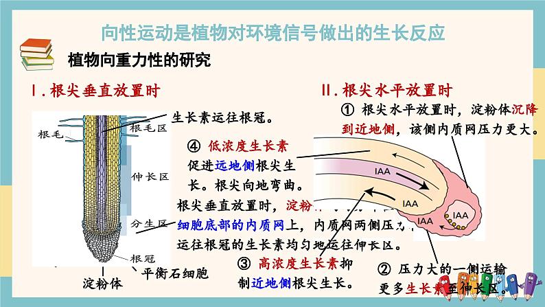 5.3植物对多种环境信号做出反应（教学课件）——高中生物学浙科版（2019）选择性必修一第8页