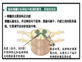 2.3人体通过神经调节对刺激作出反应（2）（教学课件）——高中生物学浙科版（2019）选择性必修一
