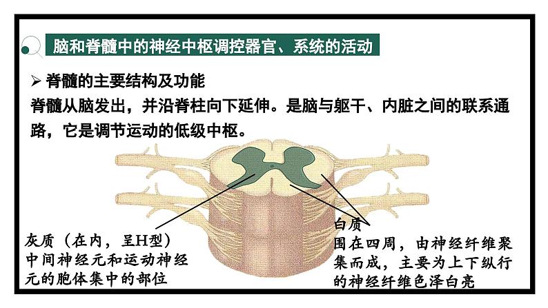 2.3人体通过神经调节对刺激作出反应（2）（教学课件）——高中生物学浙科版（2019）选择性必修一第3页