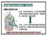 2.3人体通过神经调节对刺激作出反应（2）（教学课件）——高中生物学浙科版（2019）选择性必修一