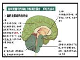 2.3人体通过神经调节对刺激作出反应（2）（教学课件）——高中生物学浙科版（2019）选择性必修一