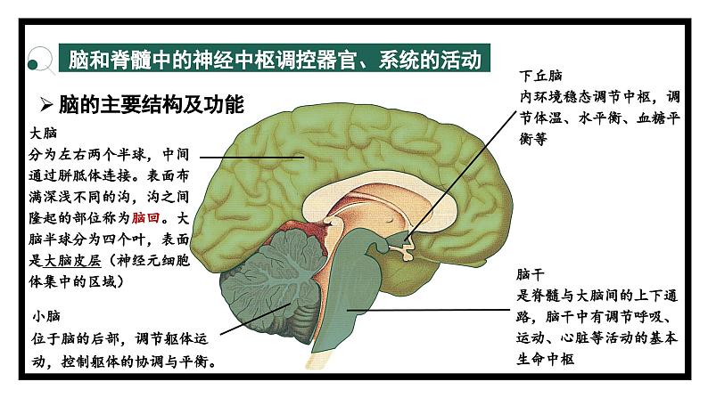 2.3人体通过神经调节对刺激作出反应（2）（教学课件）——高中生物学浙科版（2019）选择性必修一第5页