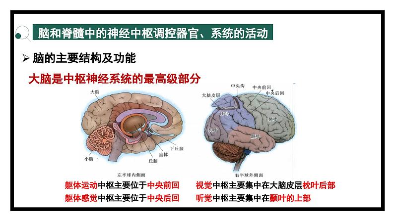 2.3人体通过神经调节对刺激作出反应（2）（教学课件）——高中生物学浙科版（2019）选择性必修一第6页