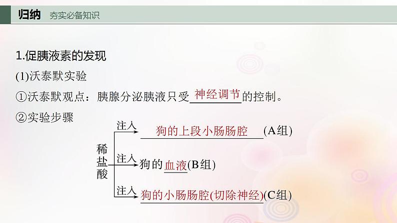 鲁湘辽新教材2024届高考生物一轮复习第八单元生命活动的调节第5课时激素与内分泌系统激素调节的过程课件第4页