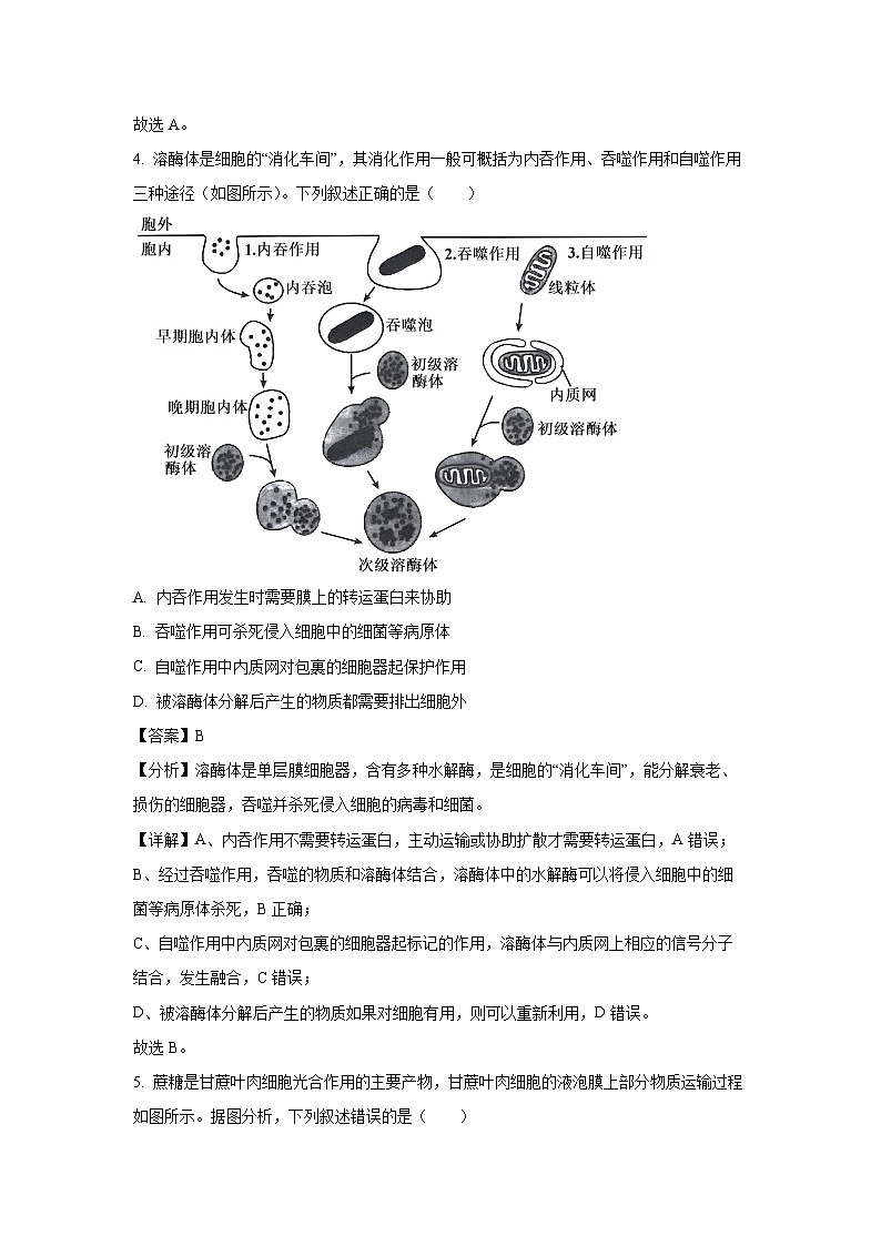 [生物]四川省成都市2024—2025学年高三上学期摸底测试(解析版)03