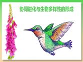 高中生物人教版2019必修2遗传与进化6-4协同进化与生物多样性的形成 课件