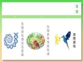 高中生物人教版2019必修2遗传与进化6-4协同进化与生物多样性的形成 课件