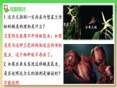 高中生物人教版2019必修2遗传与进化6-4协同进化与生物多样性的形成 课件