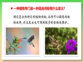 高中生物人教版2019必修2遗传与进化6-4协同进化与生物多样性的形成 课件