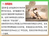 高中生物人教版2019必修2遗传与进化6-4协同进化与生物多样性的形成 课件