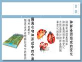 高中生物人教版2019必修2遗传与进化6-3种群基因组成的变化与物种的形成 课件