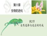 高中生物人教版2019必修2遺傳與進(jìn)化6-2自然選擇與適應(yīng)的形成 課件