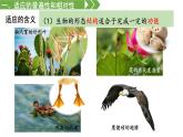 高中生物人教版2019必修2遺傳與進(jìn)化6-2自然選擇與適應(yīng)的形成 課件
