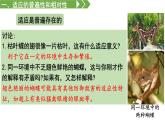 高中生物人教版2019必修2遺傳與進(jìn)化6-2自然選擇與適應(yīng)的形成 課件