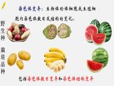 高中生物人教版2019必修2遺傳與進(jìn)化5-2染色體變異 課件