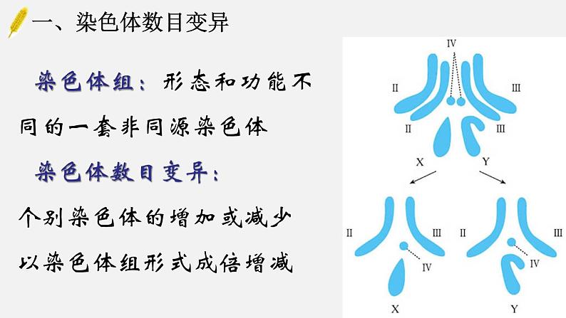 高中生物人教版2019必修2遗传与进化5-2染色体变异精品课件第4页