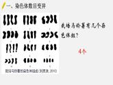 高中生物人教版2019必修2遺傳與進(jìn)化5-2染色體變異 課件