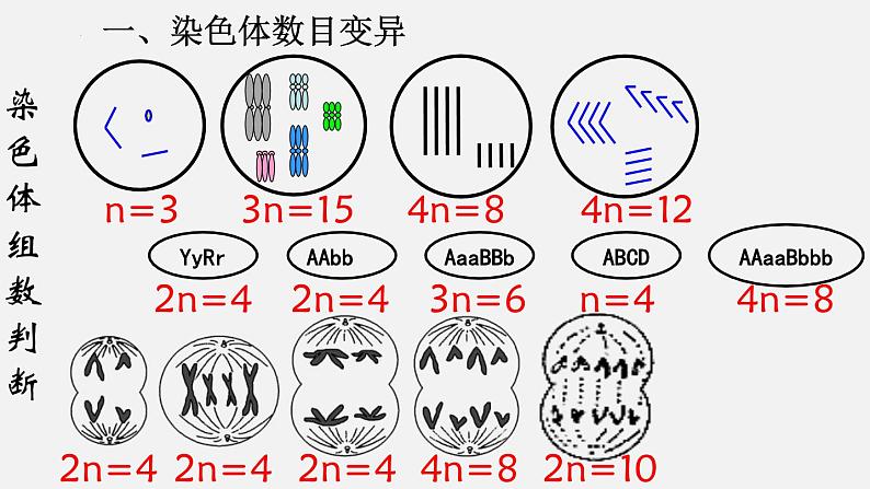 高中生物人教版2019必修2遗传与进化5-2染色体变异精品课件第6页