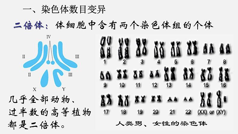 高中生物人教版2019必修2遗传与进化5-2染色体变异精品课件第7页